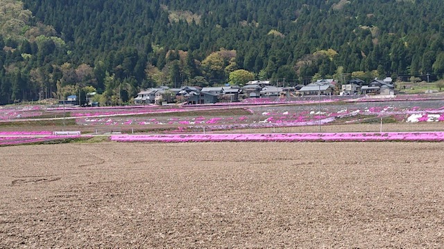 しば桜