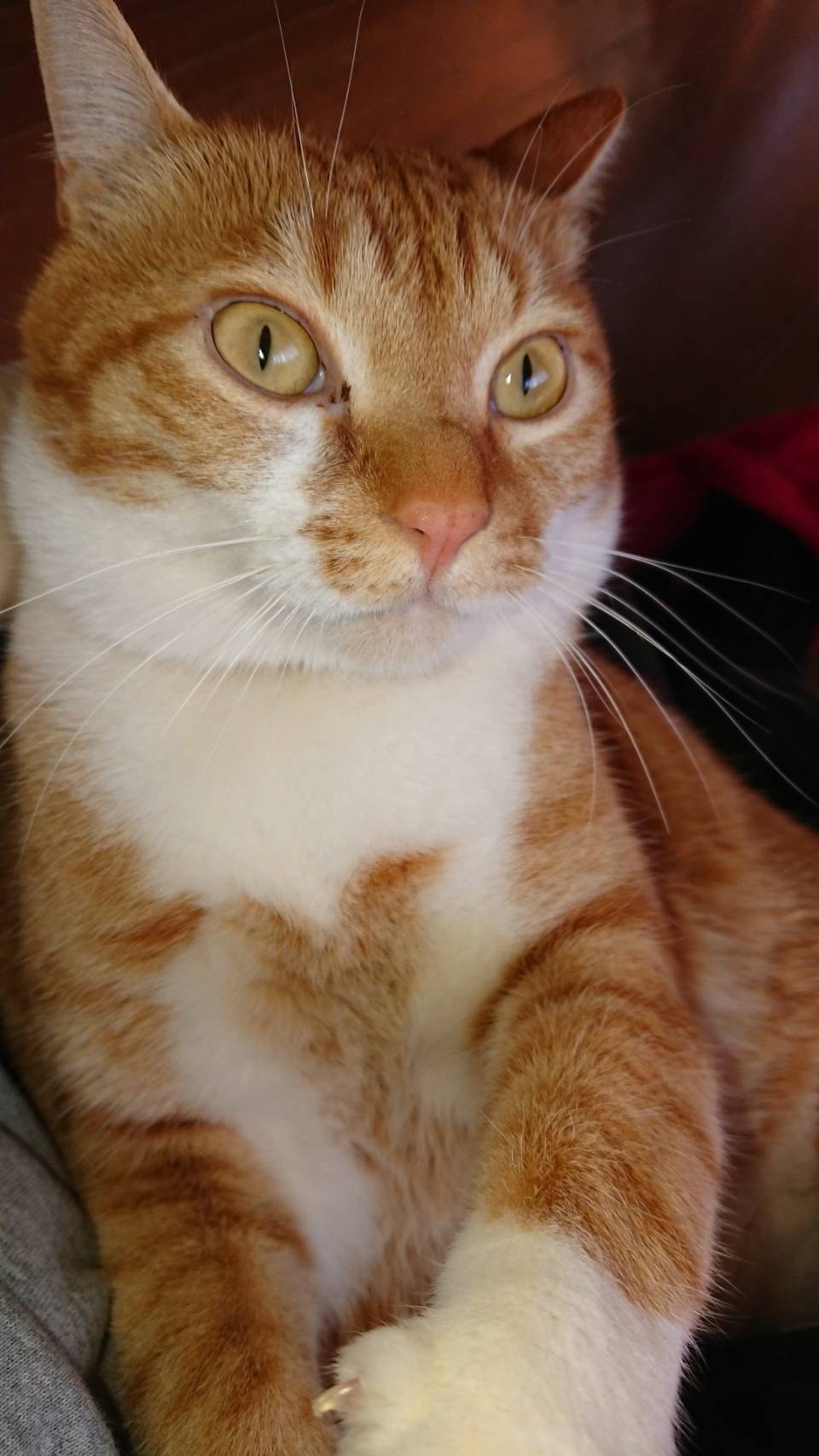 トラ猫